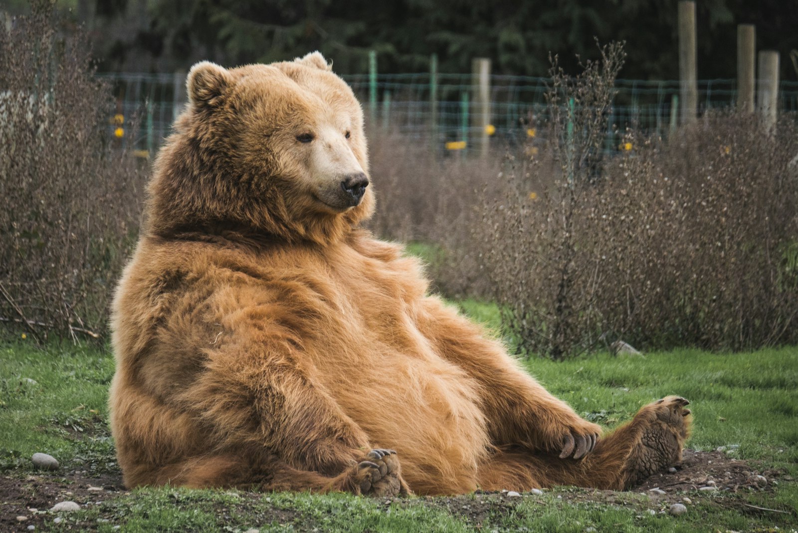 Brown grizzly bear in wild - Bear.cd