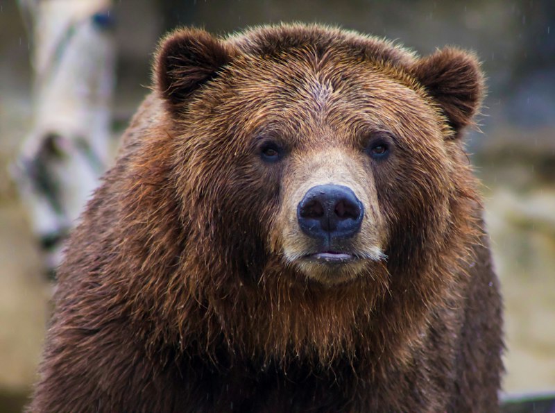 Black bear in forest